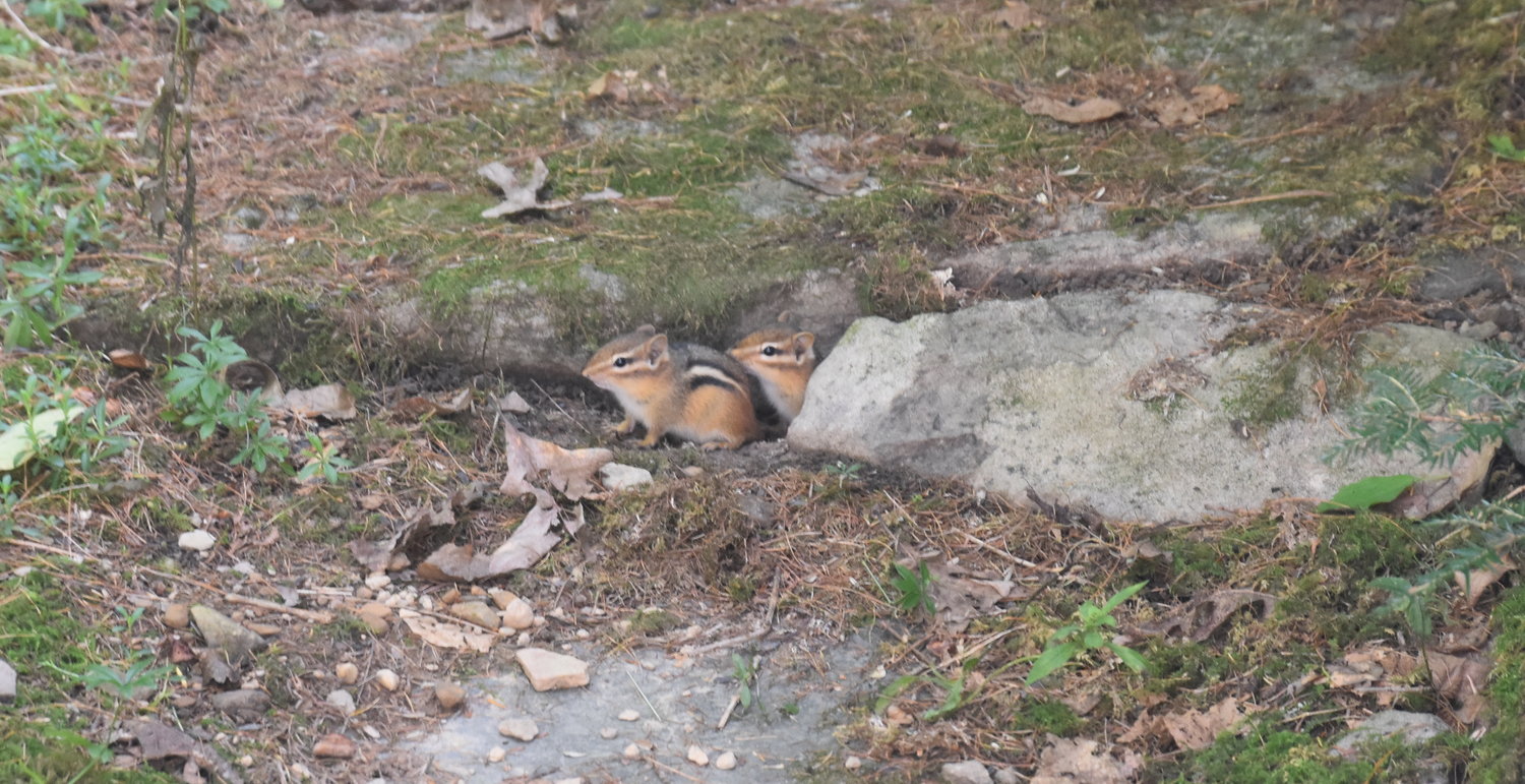 Chipmunks excavate intricate underground tunnels, which they access via openings—holes in the ground or crevices between rocks, as depicted here. The underground network includes chambers for food storage, sleeping and living.